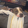 Shayma a rejoint le concours — aidez-le/la à gagner de superbes lots ! dog, couch, indoor, table, clothing, pet, relaxed, resting, wooden_table, blanket, fabric, living_room, casual, domestic, animal, furniture, home, comfort, brown_and_white, canine