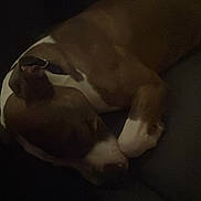 Shayma participe au concours pour gagner de l'argent avec cette photo : dog, sleeping, brown, white, pet, animal, resting, indoor, dark, shadow, cozy, fur, canine, quiet, calm, relaxed, laying, closeup, portrait, companion