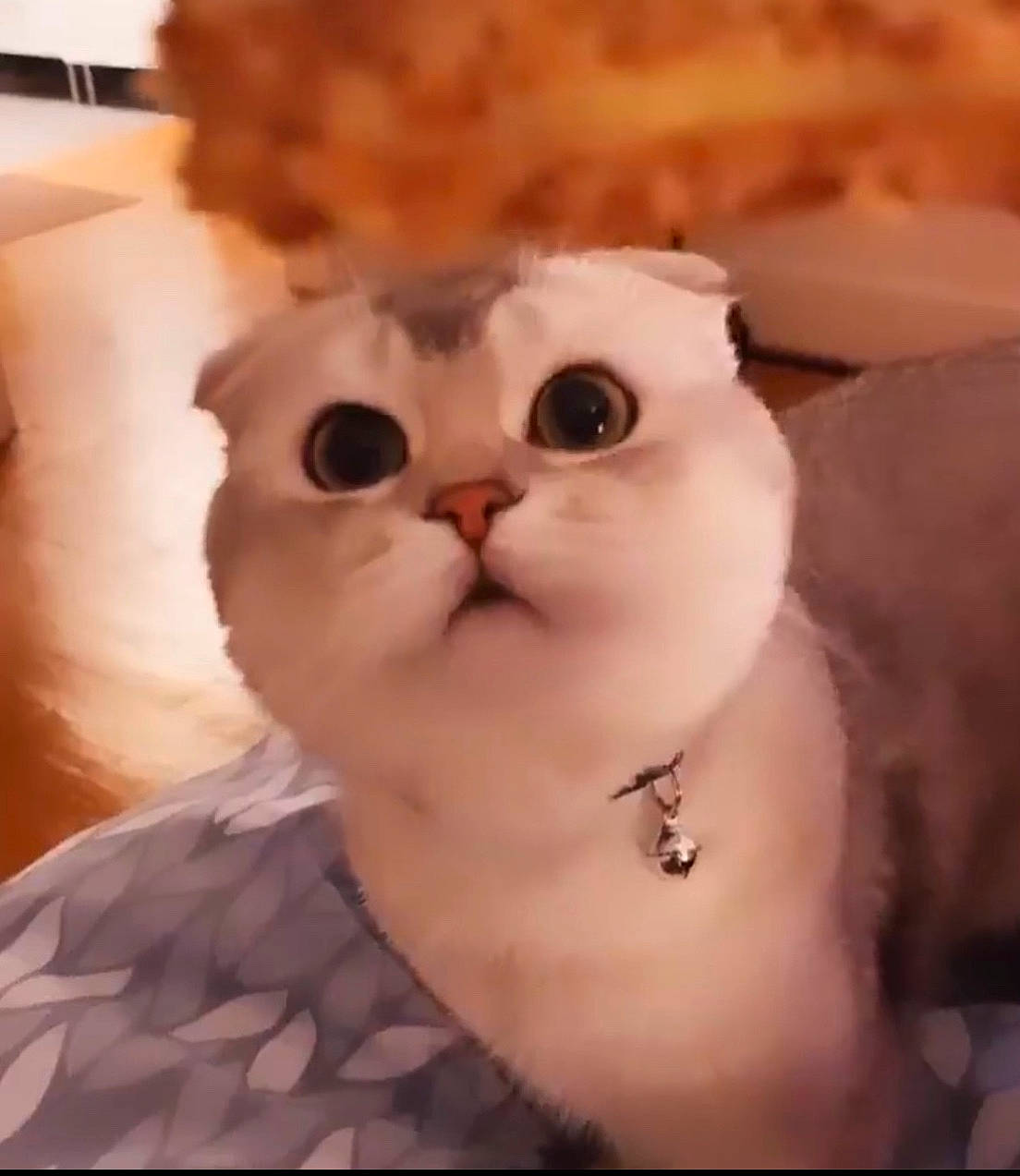 Paô a rejoint le concours — aidez-le/la à gagner de superbes lots ! asian, carnivore, cat, felidae, fur, kitten, mammal, munchkin, nose, scottish_fold, small_to_medium_sized_cats, snout, whiskers