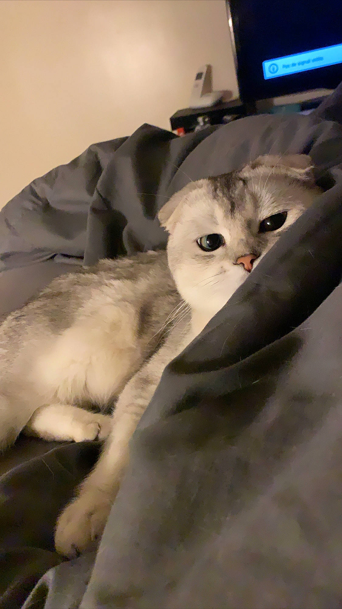 Paô participe au concours pour gagner de l'argent avec cette photo : aegean_cat, asian, burmilla, carnivore, cat, domestic_short_haired_cat, ear, eye, felidae, fur, kitten, mammal, ojos_azules, paw, scottish_fold, singapura, small_to_medium_sized_cats, tail, whiskers