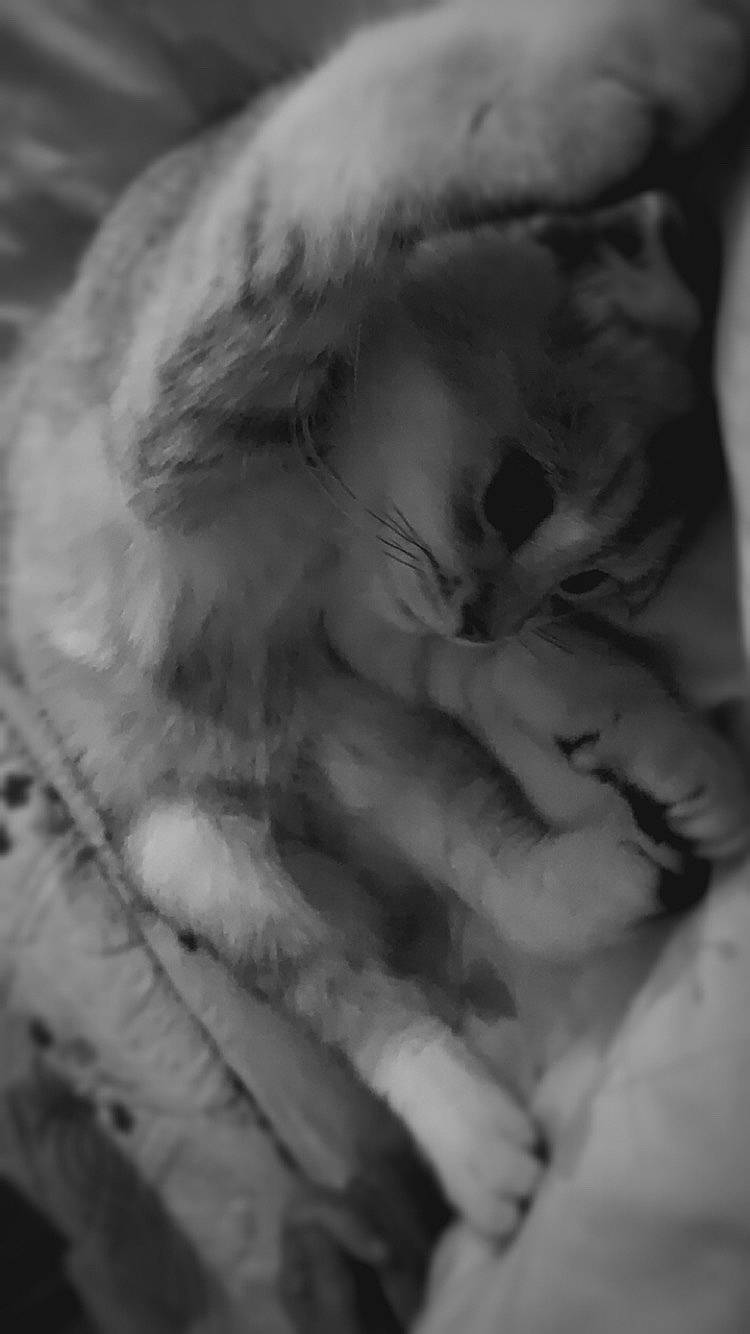 Paô a rejoint le concours — aidez-le/la à gagner de superbes lots ! black_and_white, fur, gesture, hand, monochrome, monochrome_photography, mouth, muscle, photography, style