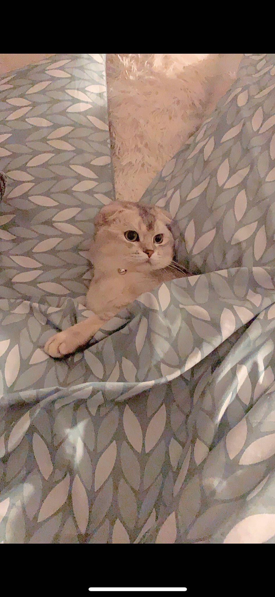 Paô participe au concours pour gagner de l'argent avec cette photo : aegean_cat, burmilla, carnivore, cat, european_shorthair, fawn, felidae, kitten, persian, scottish_fold, small_to_medium_sized_cats, tail, whiskers