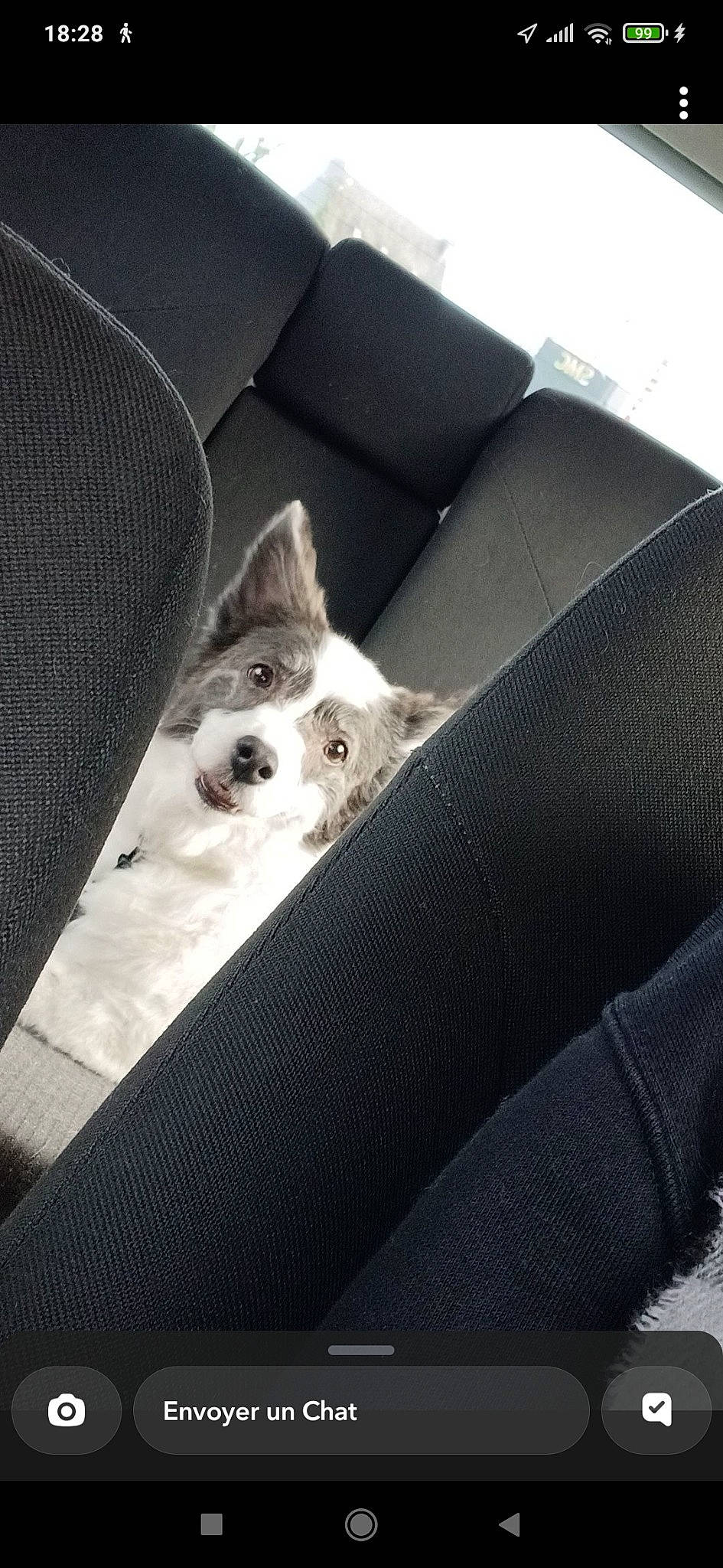 Belle participe au concours pour gagner de l'argent avec cette photo : auto_part, automotive_design, canidae, car_seat, car_seat_cover, carnivore, cat, chair, comfort, companion_dog, couch, dog_breed, family_car, felidae, linens, small_to_medium_sized_cats, sporting_group, tints_and_shades, vehicle, whiskers