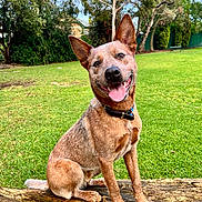 Stevie is registered to the contest to win money with this photo: dog, animal, pet, outdoor, grass, tree, log, park, happy, tongue_out, sitting, nature, collar, canine, brown_fur, ears_up, smiling, daylight, friendly, cute
