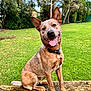 dog, animal, pet, outdoor, grass, tree, log, park, happy, tongue_out, sitting, nature, collar, canine, brown_fur, ears_up, smiling, daylight, friendly, cute