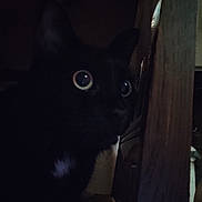 Midnight a rejoint le concours — aidez-le/la à gagner de superbes lots ! animal, black_cat, cat, closeup, curious, cute, dark, eyes, feline, fur, indoor, looking, mystery, night, pet, portrait, quiet, shadow, whiskers, wood