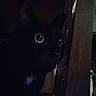 animal, black_cat, cat, closeup, curious, cute, dark, eyes, feline, fur, indoor, looking, mystery, night, pet, portrait, quiet, shadow, whiskers, wood