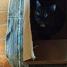 animal, black_cat, blue_rug, box, cardboard_box, cat, cozy, dark, eyes, feline, floor, home, indoor, pet, resting, rug, shadow, shy, textured_rug, tile_floor