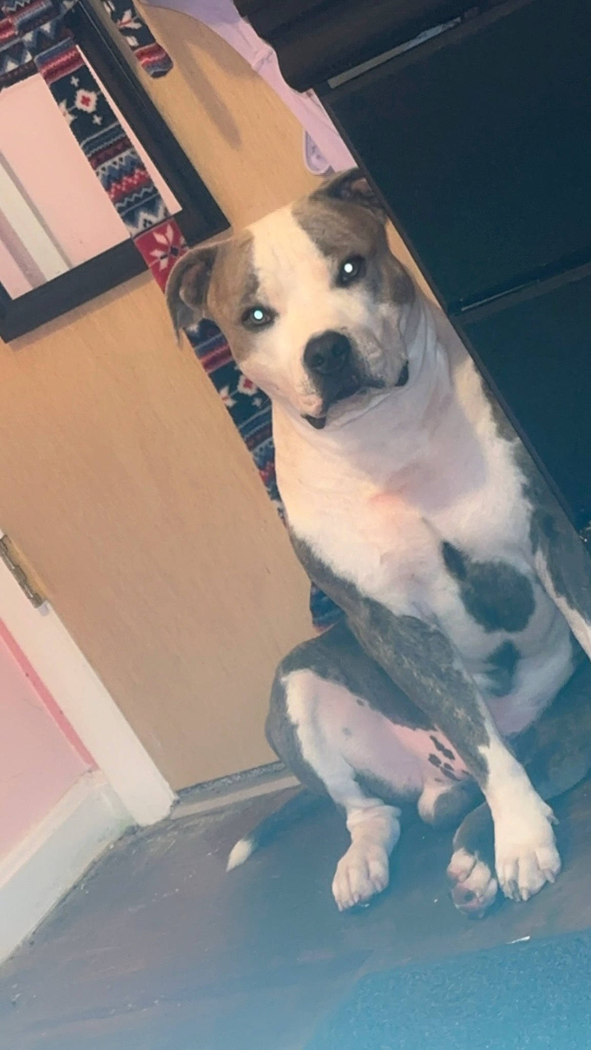 Astro joined the competition — help win amazing prizes! canidae, carnivore, companion_dog, couch, dog, dog_breed, dog_clothes, dog_supply, fawn, flooring, fur, paw, pet_supply, puppy, snout, sporting_group, tail, toy_dog, whiskers, working_animal