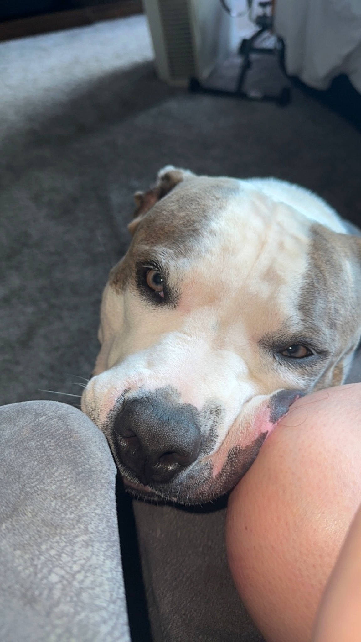 Astro joined the competition — help win amazing prizes! canidae, carnivore, collar, comfort, companion_dog, dog, dog_breed, dog_collar, ear, fawn, fur, jaw, non_sporting_group, paw, snout, sporting_group, street_dog, whiskers, working_animal