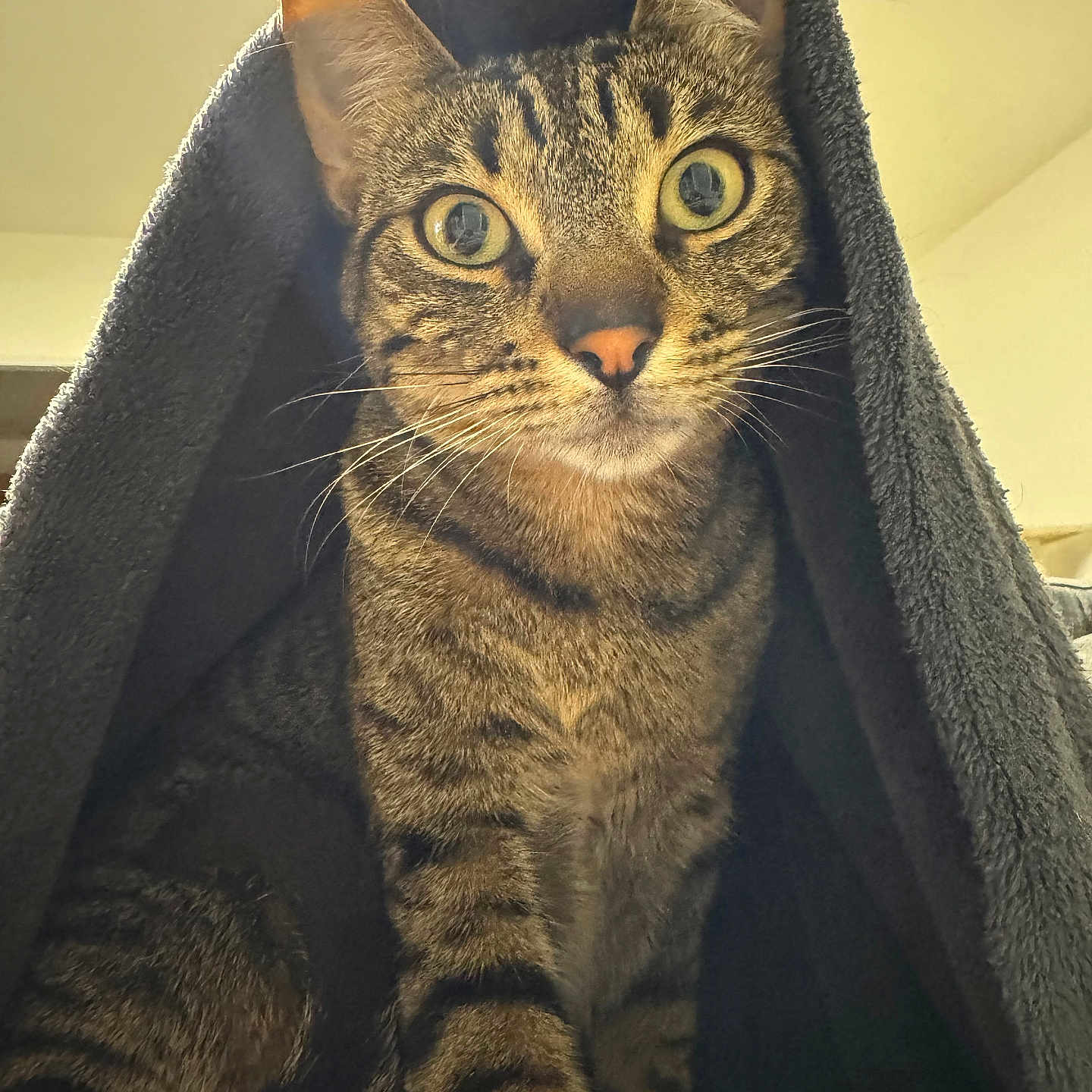 Orion participe au concours pour gagner de l'argent avec cette photo : animal, blanket, cat, close_up, cozy, curious, cute, domestic_animal, eyes, feline, fur, indoor, looking_at_camera, mammal, pet, portrait, soft_light, striped, tabby_cat, whiskers