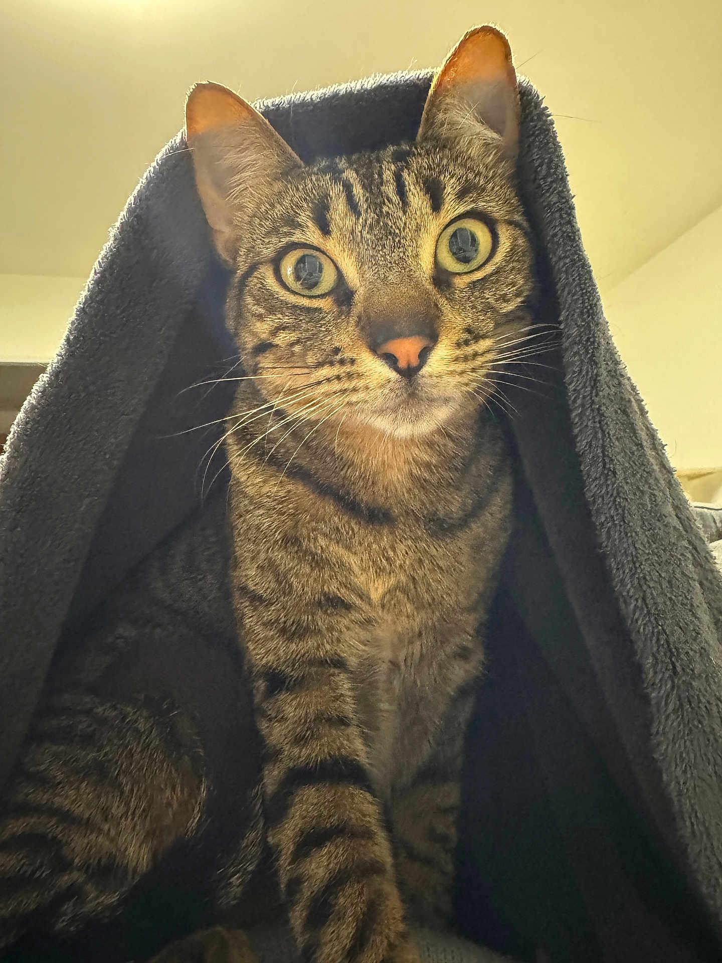 Orion participe au concours pour gagner de l'argent avec cette photo : tabby_cat, cat, pet, indoor, blanket, cozy, fur, whiskers, curious, eyes, striped, animal, mammal, feline, looking_at_camera, close_up, soft_light, domestic_animal, cute, portrait