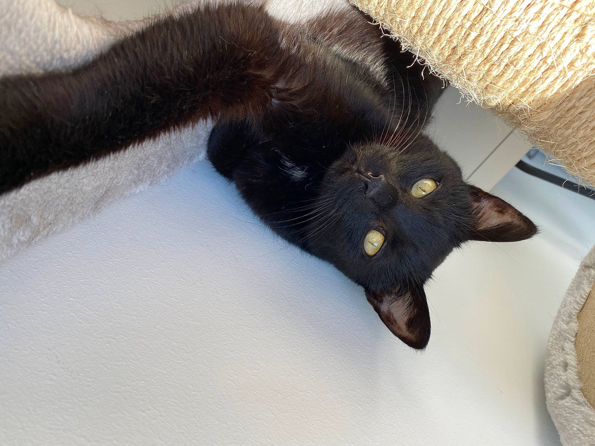 Zorro participe au concours pour gagner de l'argent avec cette photo : bat, black_cat, claw, comfort, dog_breed, felidae, fur, gesture, glove, grey, leg, nail, paw, safety_glove, small_to_medium_sized_cats, snout, tail, thumb, whiskers, working_animal