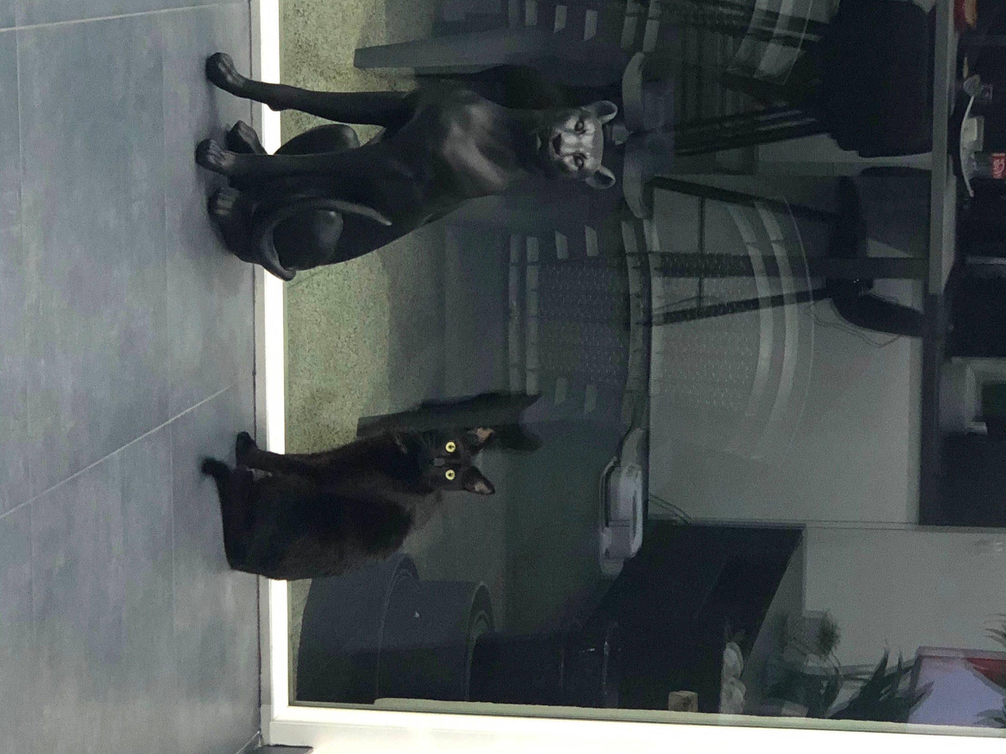 Zorro participe au concours pour gagner de l'argent avec cette photo : art, black, carnivore, chair, felidae, glass, grey, light, machine, metal, monochrome, monochrome_photography, room, sculpture, shadow, small_to_medium_sized_cats, snapshot, tail, visual_arts