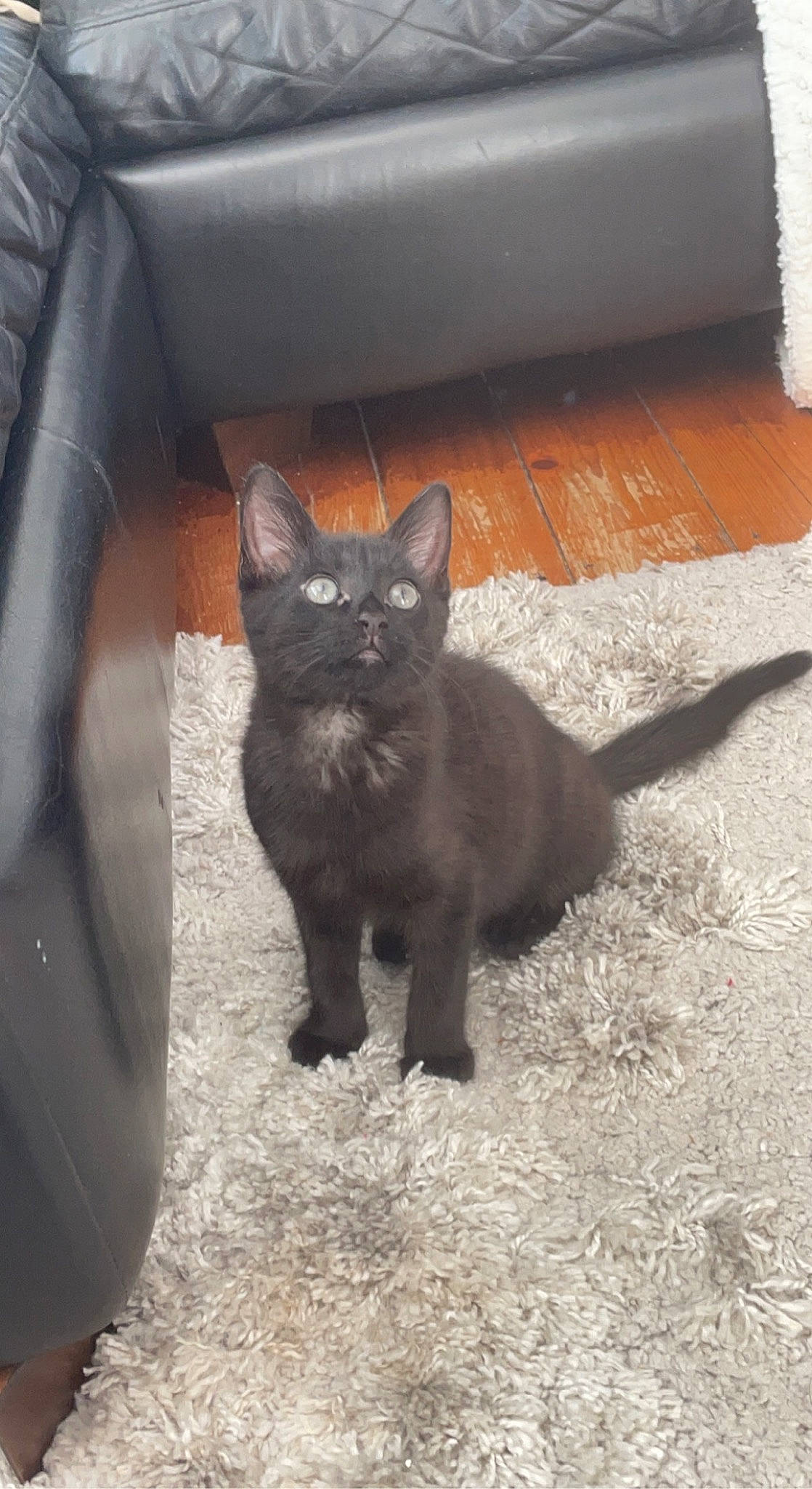 Keith joined the competition — help win amazing prizes! black_cat, bombay, carnivore, cat, chair, claw, comfort, couch, domestic_short_haired_cat, felidae, flooring, fur, grey, paw, road_surface, small_to_medium_sized_cats, tail, terrestrial_animal, whiskers