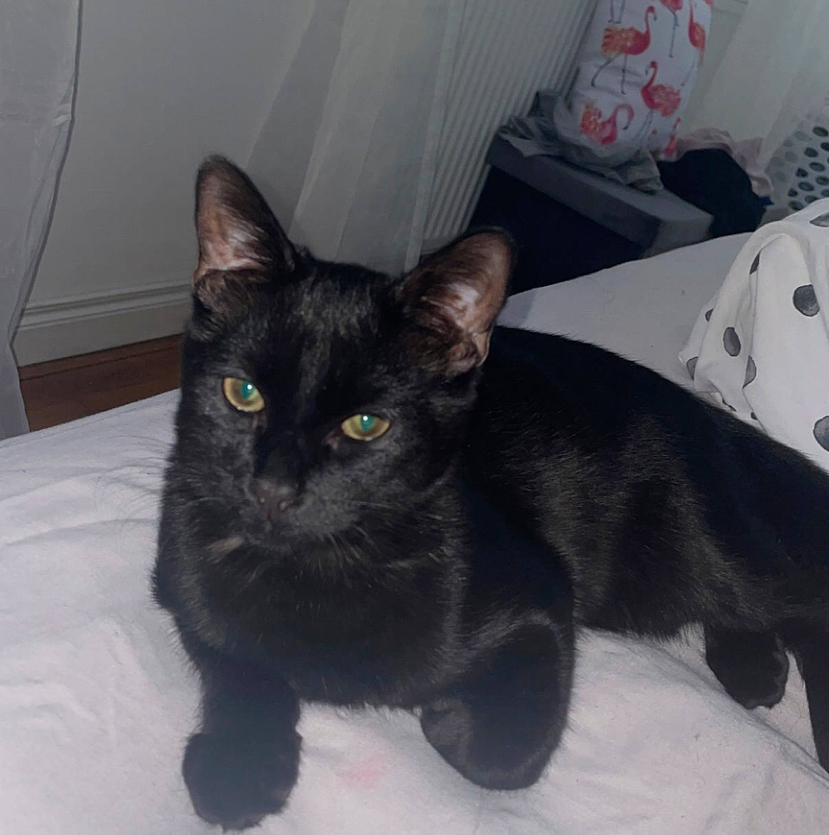 Keith joined the competition — help win amazing prizes! black_cat, bombay, carnivore, cat, cat_supply, claw, comfort, domestic_short_haired_cat, felidae, fur, paper_towel, paw, small_to_medium_sized_cats, snout, tail, terrestrial_animal, whiskers