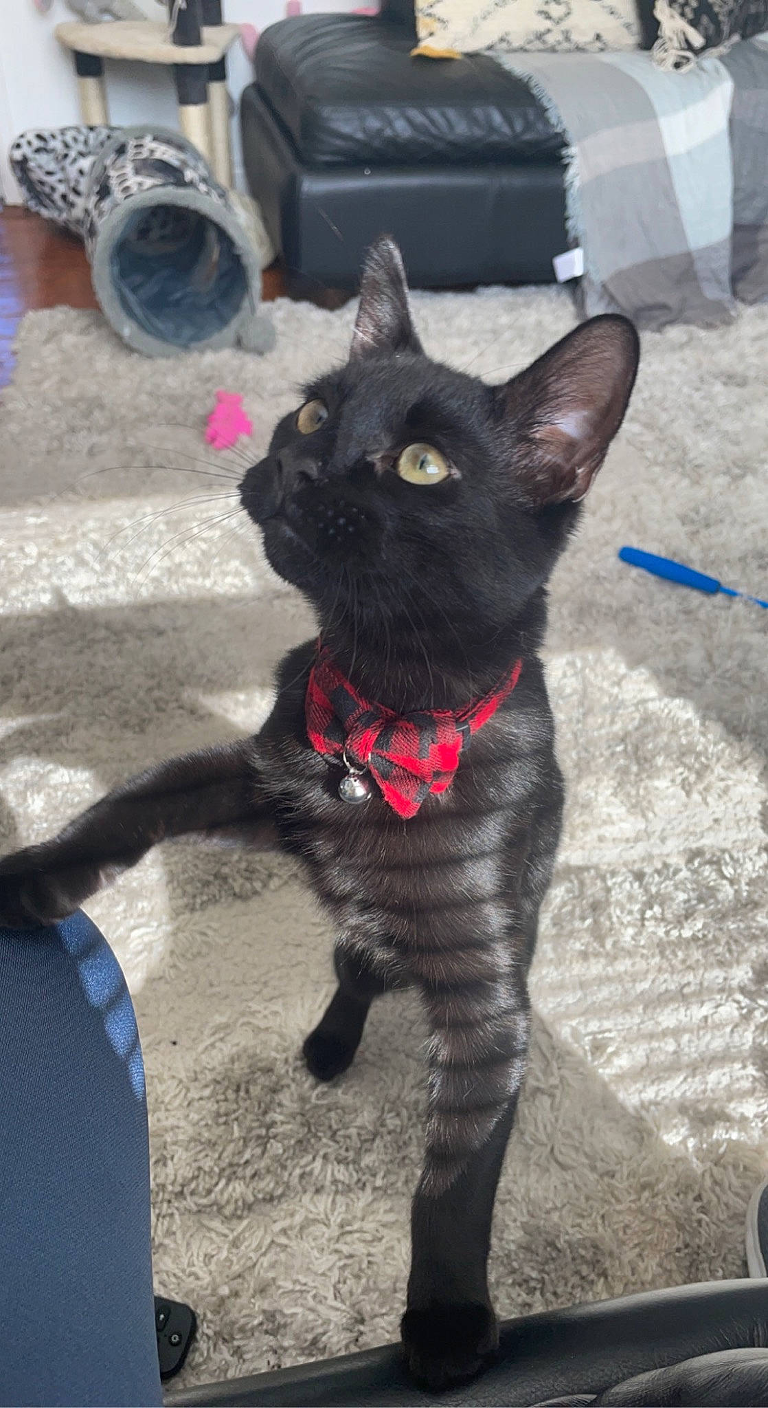 Keith is registered to the contest to win money with this photo: art, black_cat, blue, bombay, canidae, carmine, carnivore, cat, claw, collar, dog_breed, domestic_short_haired_cat, felidae, fur, paw, small_to_medium_sized_cats, snout, tail, terrestrial_animal, whiskers