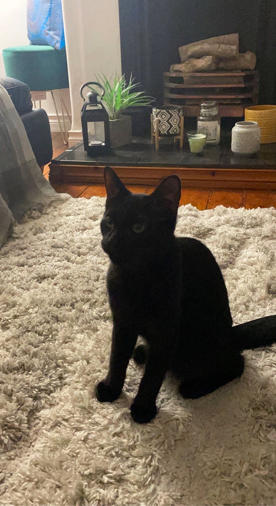 Keith is registered to the contest to win money with this photo: black_cat, bombay, carnivore, cat, domestic_short_haired_cat, felidae, flooring, flowerpot, grass, grey, houseplant, light, living_room, mammal, plant, small_to_medium_sized_cats, snout, tail, vertebrate, whiskers