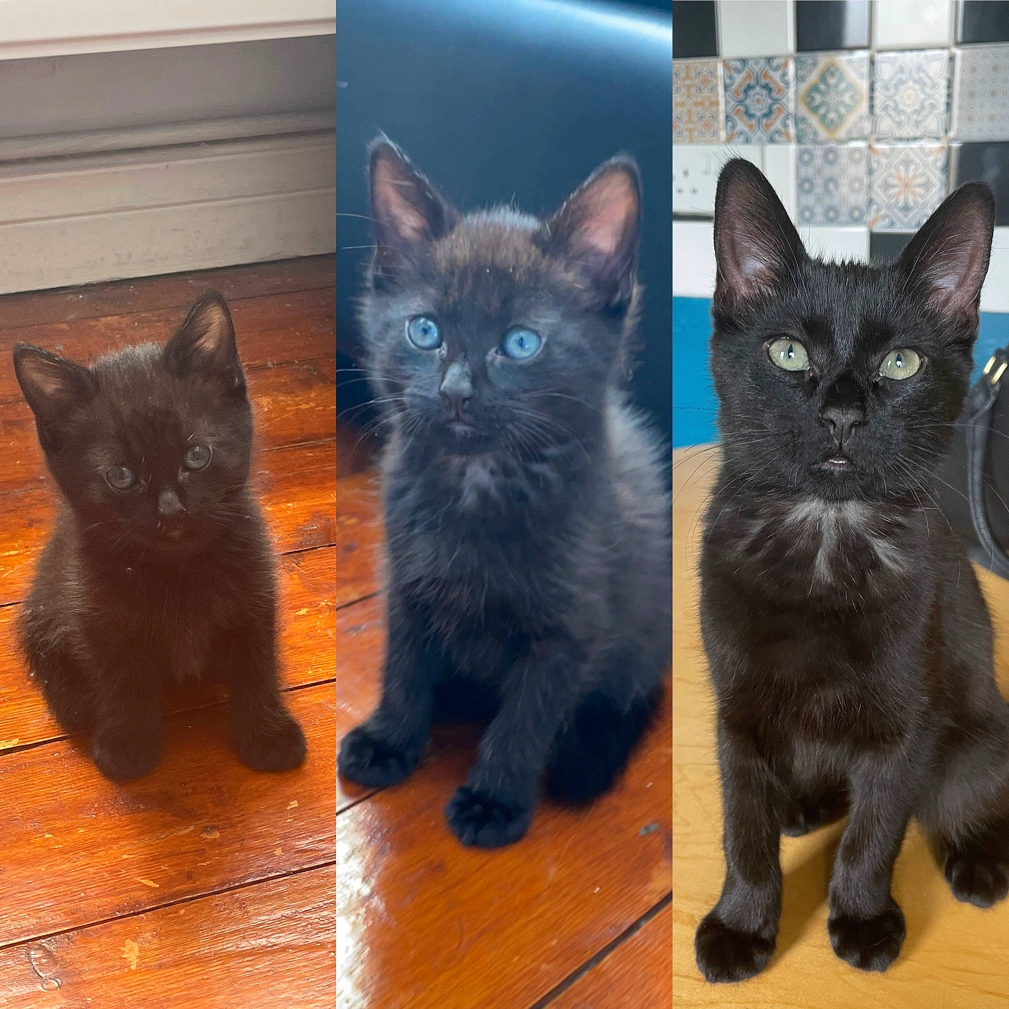 Keith joined the competition — help win amazing prizes! black_cat, bombay, carnivore, cat, domestic_short_haired_cat, electric_blue, fawn, felidae, flooring, fur, grey, hardwood, iris, paw, small_to_medium_sized_cats, snout, tail, vertebrate, whiskers, wood