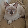 Yang a rejoint le concours — aidez-le/la à gagner de superbes lots ! animal, beige, blue_eyes, cat, close_up, cushion, cute, domestic, ears, feline, fluffy, fur, indoor, mammal, pet, relaxed, resting, snout, wall, whiskers