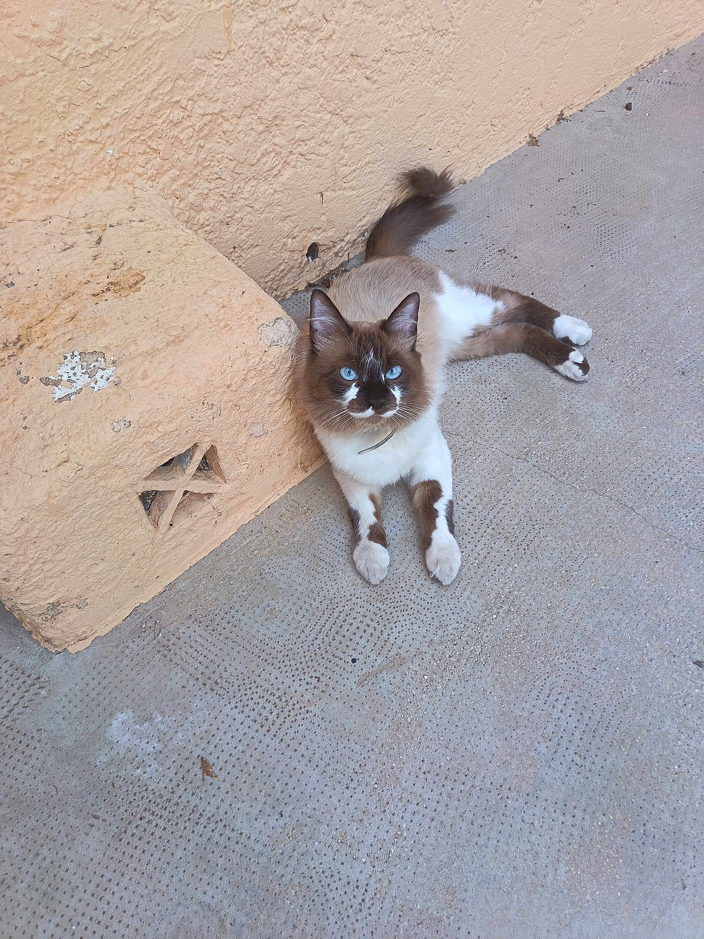 Yang a rejoint le concours — aidez-le/la à gagner de superbes lots ! cat, blue_eyes, fur, animal, pet, indoor, relaxed, concrete, wall, beige, texture, looking_up, mammal, whiskers, cute, domestic_cat, laying_down, alert, brown_and_white, curious