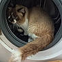 Yang a rejoint le concours — aidez-le/la à gagner de superbes lots ! appliance, blue_eyes, cat, closeup, container, cozy, curious, domestic_animal, feline, fluffy, fur, household, indoor, laundry, looking, metal, pet, round, tail, washing_machine