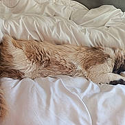 Yang participe au concours pour gagner de l'argent avec cette photo : animal, bed, cat, comfort, cozy, cute, domestic_animal, feline, fluffy, fur, indoor, mammal, paws, pet, relaxation, resting, sleeping, soft, whiskers, white_bedding
