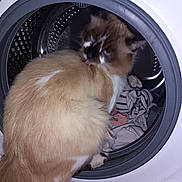 Yang a rejoint le concours — aidez-le/la à gagner de superbes lots ! appliance, brown, cat, cleaning, closeup, clothes, curious, domestic_animal, exploration, fluffy, funny, fur, household, indoor, laundry, pet, striped, tongue, washing_machine, white