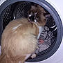 appliance, brown, cat, cleaning, closeup, clothes, curious, domestic_animal, exploration, fluffy, funny, fur, household, indoor, laundry, pet, striped, tongue, washing_machine, white