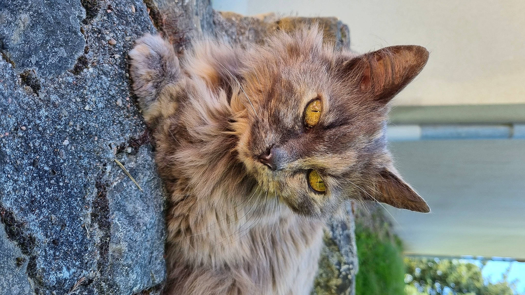 Lizy a rejoint le concours — aidez-le/la à gagner de superbes lots ! carnivore, cat, domestic_short_haired_cat, eye, felidae, fur, grass, lynx, maine_coon, plant, small_to_medium_sized_cats, snout, terrestrial_animal, water, whiskers, wildlife