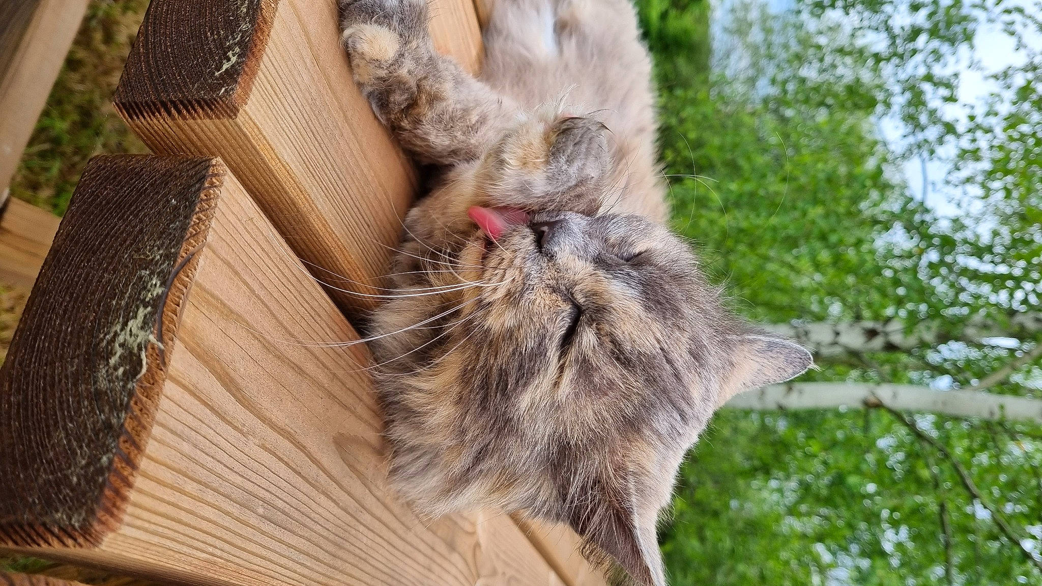 Lizy participe au concours pour gagner de l'argent avec cette photo : arthropod, fawn, felidae, fur, hardwood, hawk_moths, insect, moth, moths_and_butterflies, natural_material, small_to_medium_sized_cats, snout, tail, terrestrial_animal, tree, trunk, twig, whiskers, wildlife, wood