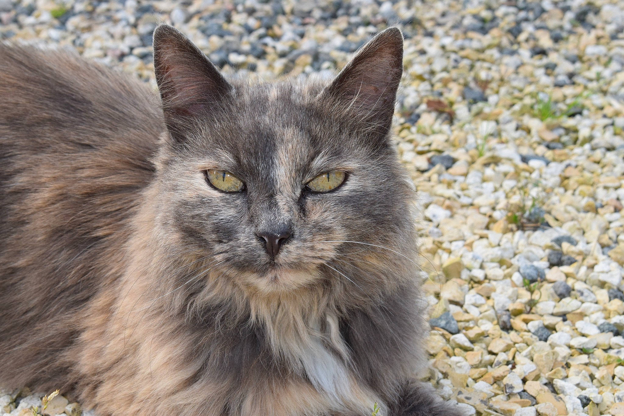Lizy participe au concours pour gagner de l'argent avec cette photo : carnivore, cat, domestic_short_haired_cat, eye, felidae, fur, grass, hair, small_to_medium_sized_cats, snout, soil, terrestrial_animal, whiskers, wildlife