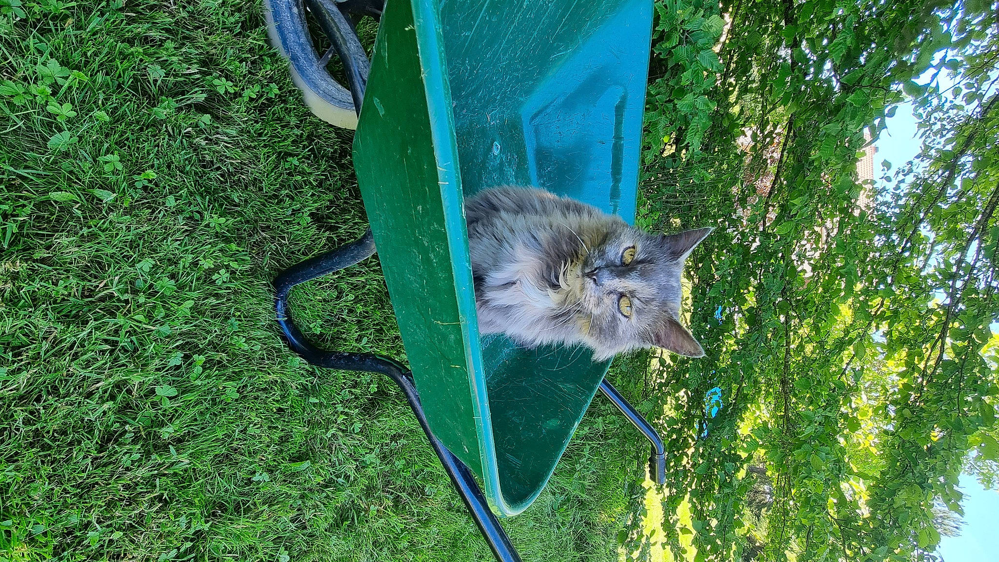 Lizy a rejoint le concours — aidez-le/la à gagner de superbes lots ! canidae, carnivore, cat, domestic_short_haired_cat, fawn, felidae, fur, grass, lynx, marsupial, plant, rodent, small_to_medium_sized_cats, squirrel, tail, terrestrial_animal, tree, whiskers, wildlife, window