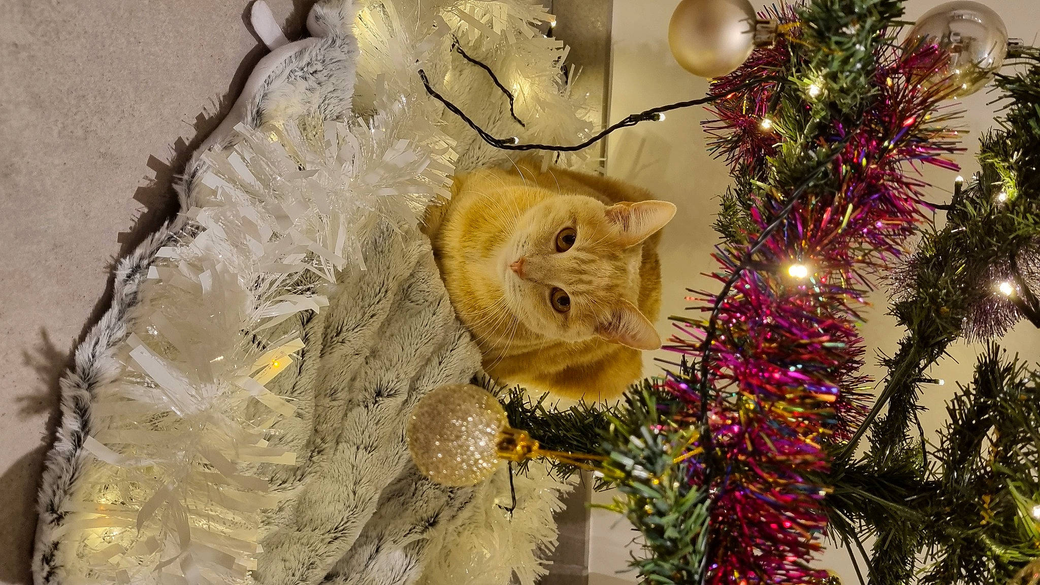 Guizmo participe au concours pour gagner de l'argent avec cette photo : art, carnivore, cat, christmas_decoration, christmas_ornament, christmas_tree, event, evergreen, fawn, felidae, grass, holiday_ornament, larch, organism, ornament, plant, small_to_medium_sized_cats, twig, whiskers, wood