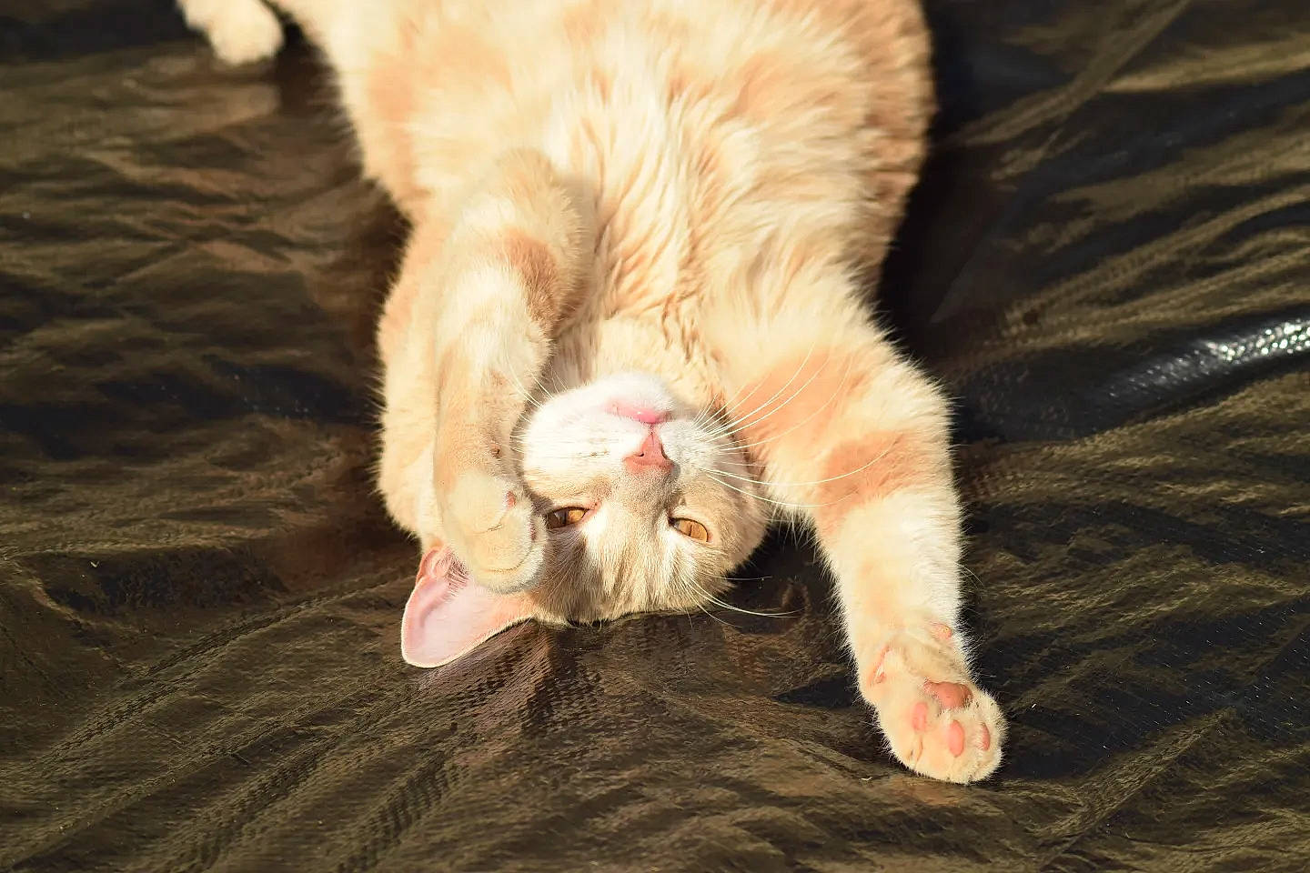 Guizmo a rejoint le concours — aidez-le/la à gagner de superbes lots ! carnivore, cat, claw, comfort, domestic_short_haired_cat, fawn, felidae, foot, fur, human_leg, nail, paw, small_to_medium_sized_cats, tail, terrestrial_animal, whiskers, wood