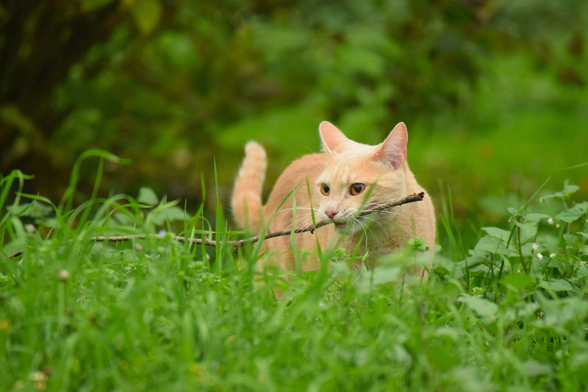Guizmo participe au concours pour gagner de l'argent avec cette photo : carnivore, cat, domestic_short_haired_cat, fawn, felidae, fur, grass, grass_family, grassland, groundcover, natural_landscape, plant, sitting, small_to_medium_sized_cats, snout, tail, terrestrial_animal, tree, whiskers, wood