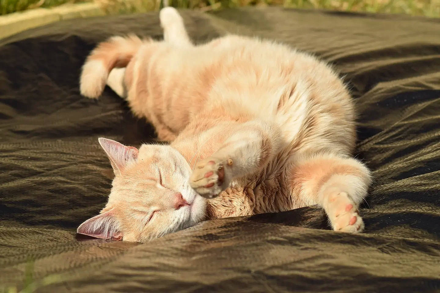 Guizmo a rejoint le concours — aidez-le/la à gagner de superbes lots ! carnivore, cat, claw, comfort, domestic_short_haired_cat, fawn, felidae, fur, grass, nap, paw, plant, sitting, small_to_medium_sized_cats, snout, tail, tree, whiskers, wildlife, wood