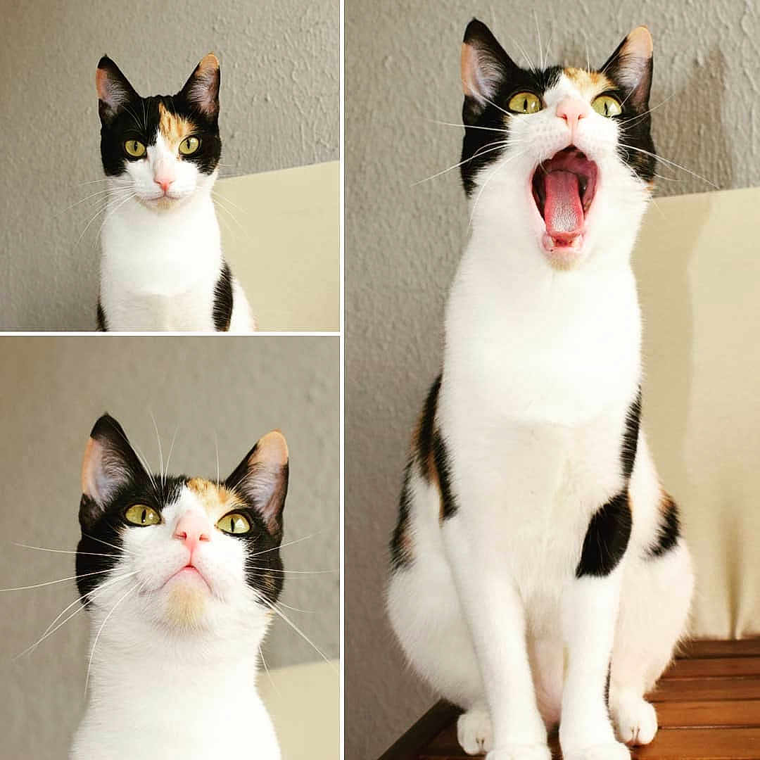 Nala