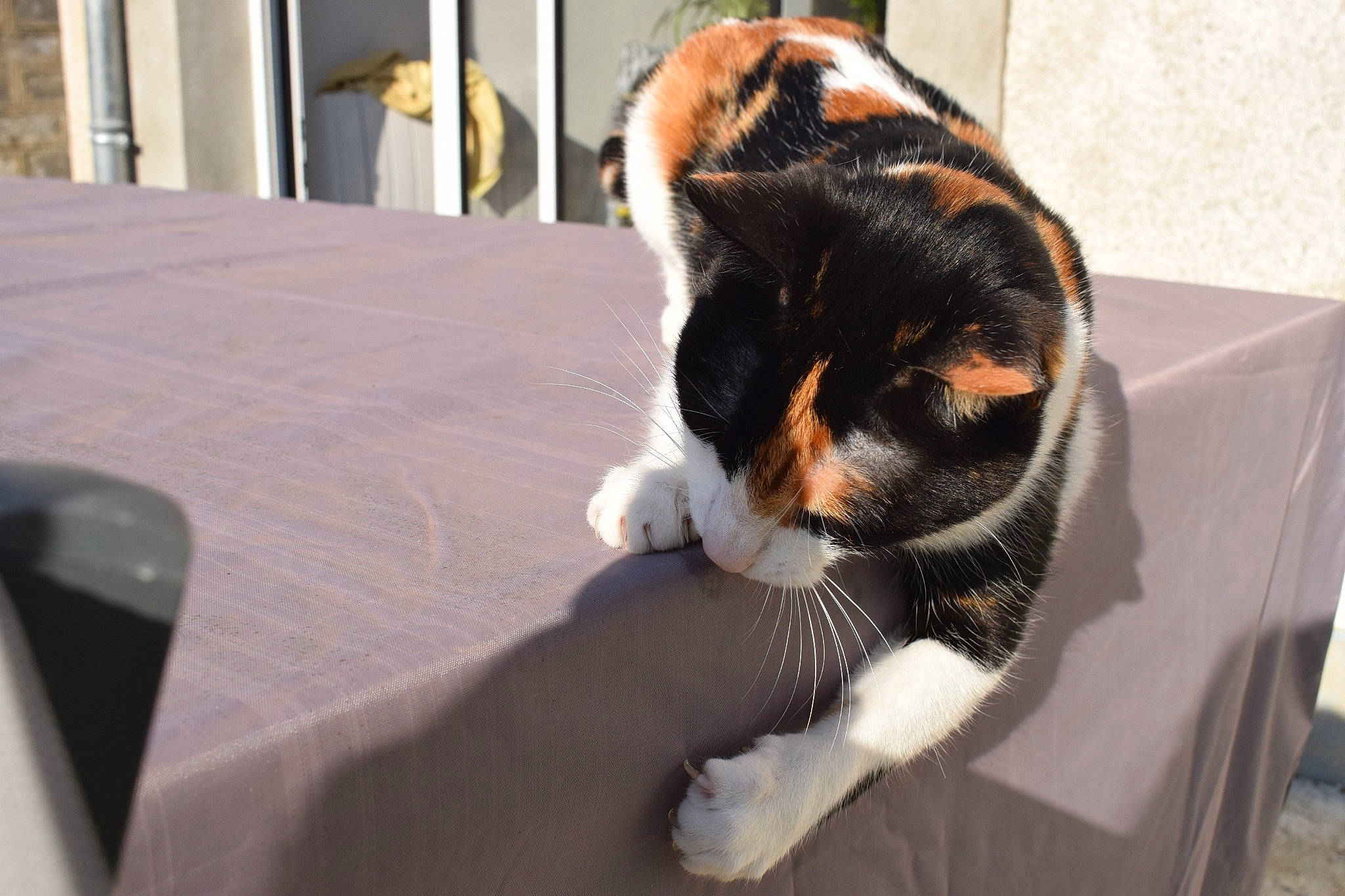 Nala participe au concours pour gagner de l'argent avec cette photo : carnivore, cat, comfort, companion_dog, dog_breed, eye, fawn, felidae, mammal, paw, small_to_medium_sized_cats, snout, stuffed_toy, table, tableware, tail, toy, vertebrate, whiskers, window