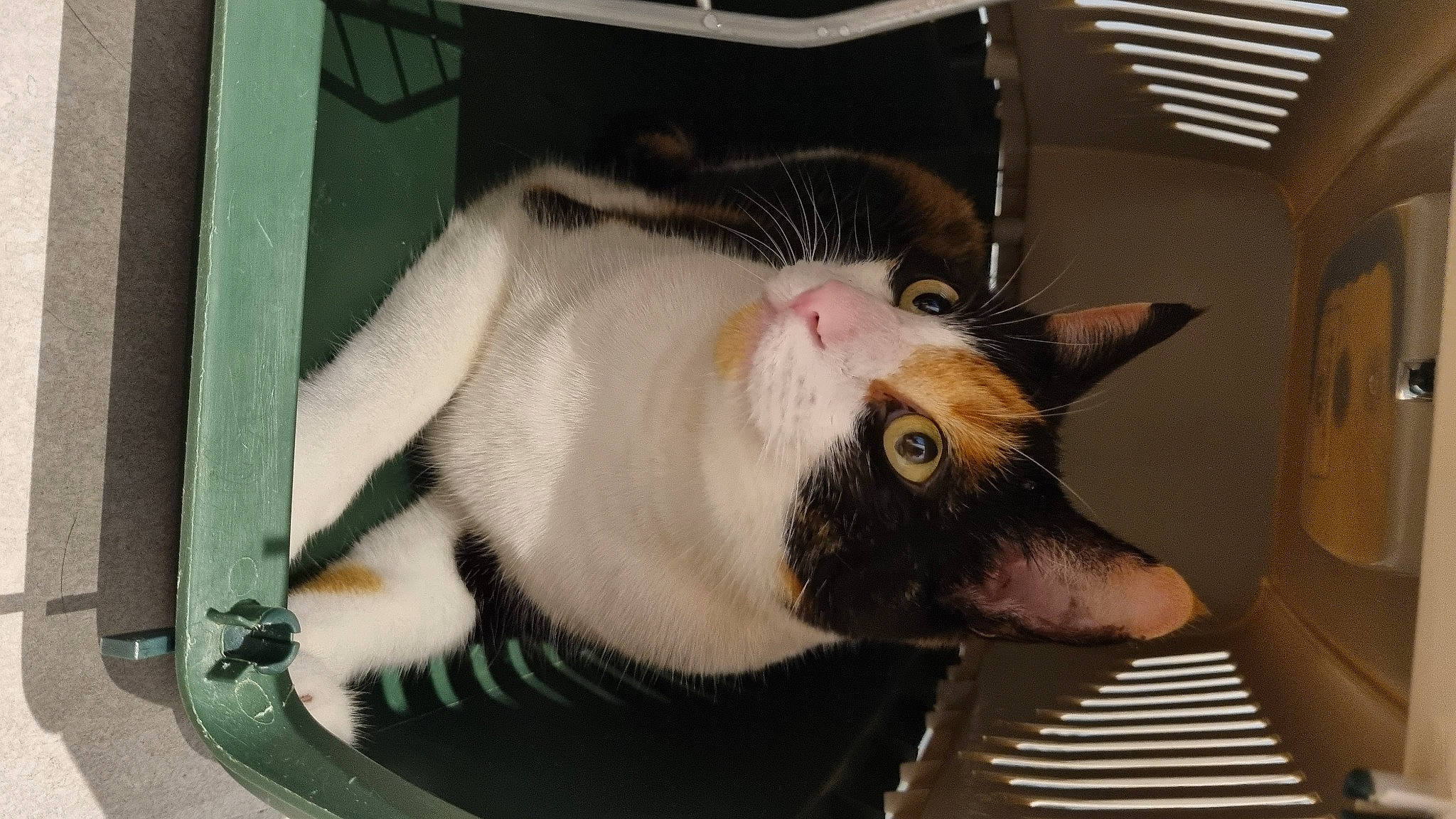 Nala participe au concours pour gagner de l'argent avec cette photo : animal_shelter, canidae, carnivore, cat, cat_supply, claw, collar, dog_breed, domestic_short_haired_cat, ear, fang, fawn, felidae, fur, jaw, pet_supply, small_to_medium_sized_cats, snout, tail, whiskers