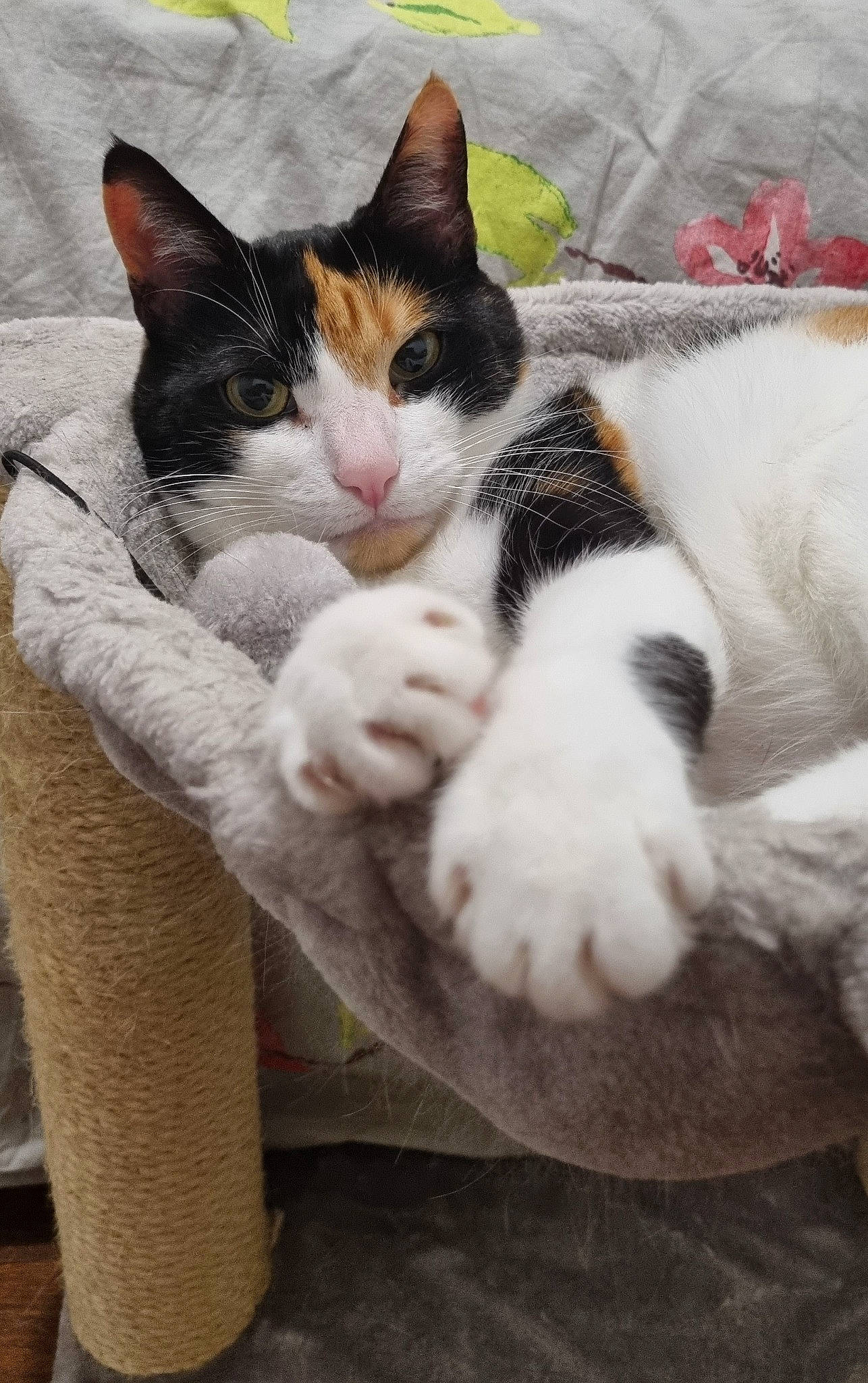 Nala a rejoint le concours — aidez-le/la à gagner de superbes lots ! box, carnivore, cat, cat_supply, claw, comfort, domestic_short_haired_cat, felidae, fur, human_leg, nap, paw, sitting, small_to_medium_sized_cats, tail, whiskers, wood