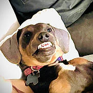 Ruger is registered to the contest to win money with this photo: dog, pet, collar, teeth, grin, lying_down, indoor, pillow, fabric, mischievous, brown, black, canine, cute, animal, domestic, relaxed, closeup, portrait, playful
