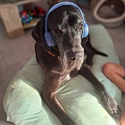 Scoobydou a rejoint le concours — aidez-le/la à gagner de superbes lots ! dog, black_dog, headphones, cushion, indoor, pet, relaxing, floor, tile_floor, collar, animal, canine, resting, domestic, furniture, human_leg, technology, accessory, comfort, casual