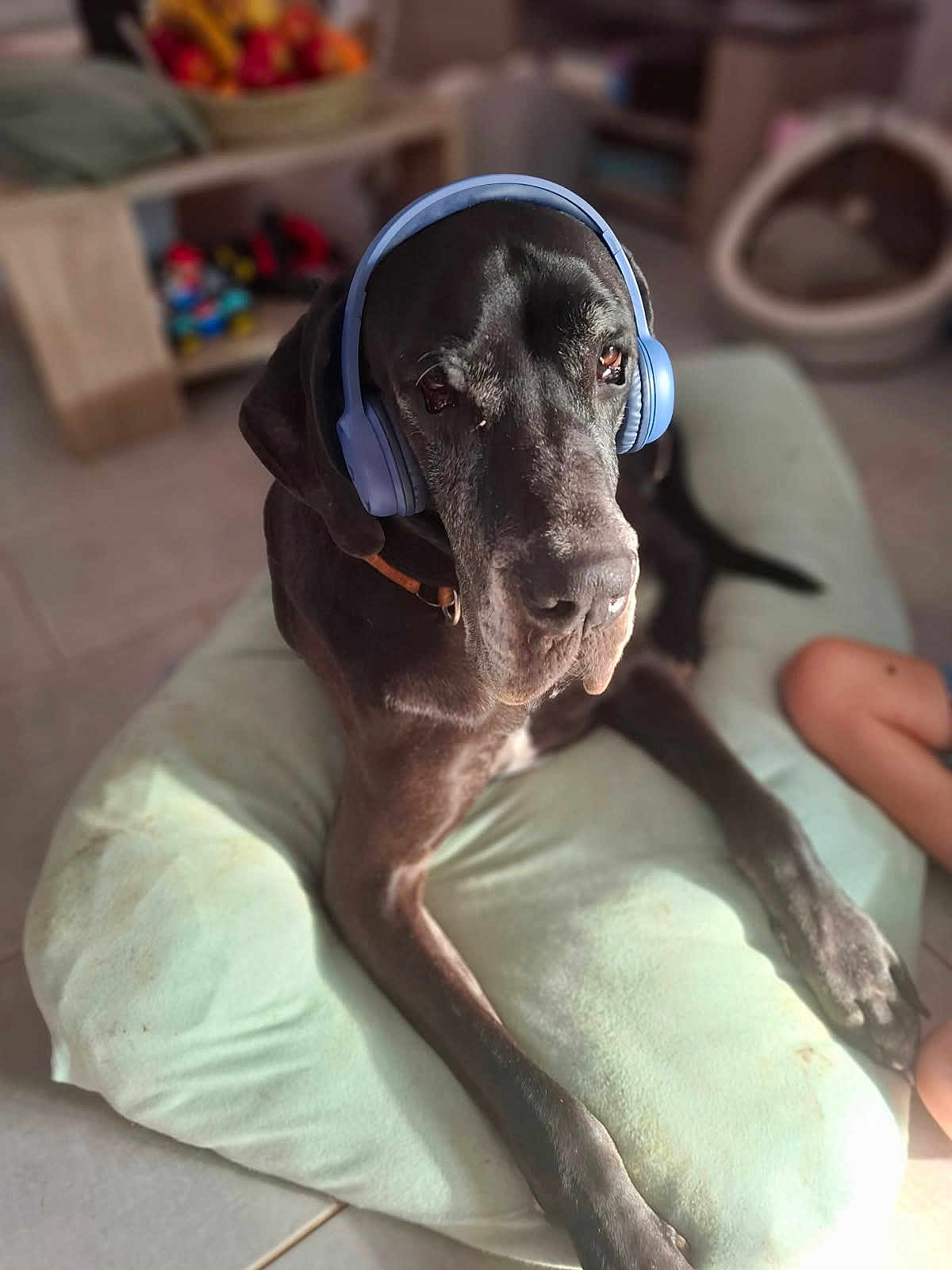 Scoobydou