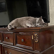 Tiny is registered to the contest to win money with this photo: animal, cat, cozy, domestic_cat, dresser, fur, furniture, gray_cat, home, indoor, living_room, mammal, peaceful, pet, quiet, relaxed, resting, sleeping, television, wooden_dresser