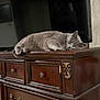 animal, cat, cozy, domestic_cat, dresser, fur, furniture, gray_cat, home, indoor, living_room, mammal, peaceful, pet, quiet, relaxed, resting, sleeping, television, wooden_dresser