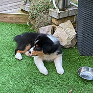 Aiko a rejoint le concours — aidez-le/la à gagner de superbes lots ! puppy, dog, grass, garden, plant, potted_plant, rock, metal_bowl, outdoor, artificial_grass, pet, animal, decor, wooden_deck, greenery, cute, tricolor, fluffy, small_dog, resting