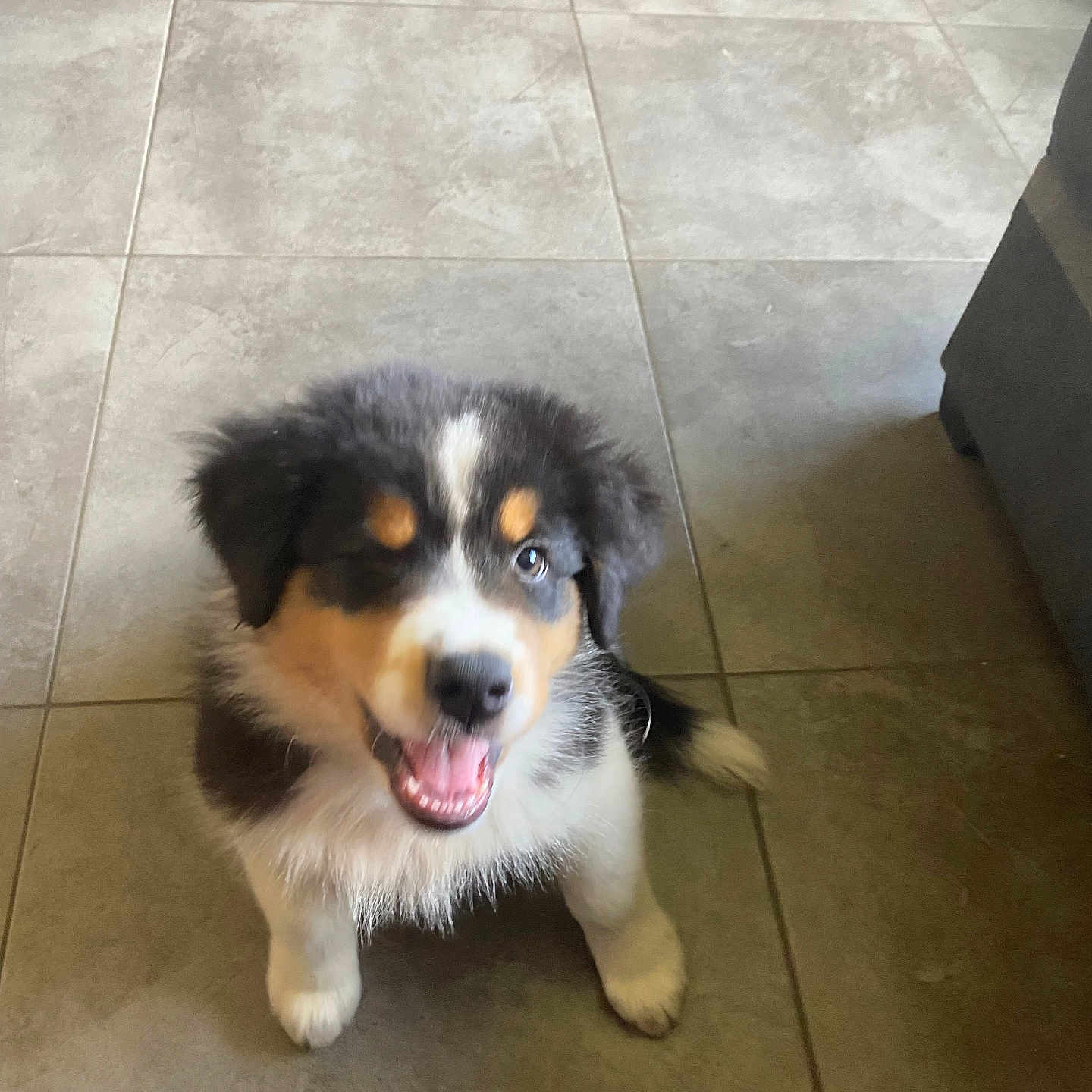 Aiko a rejoint le concours — aidez-le/la à gagner de superbes lots ! animal, black, brown, canine, cute, dog, floor, fur, happy, indoor, looking_up, pet, playful, puppy, sitting, smiling, tail, tile, white, young