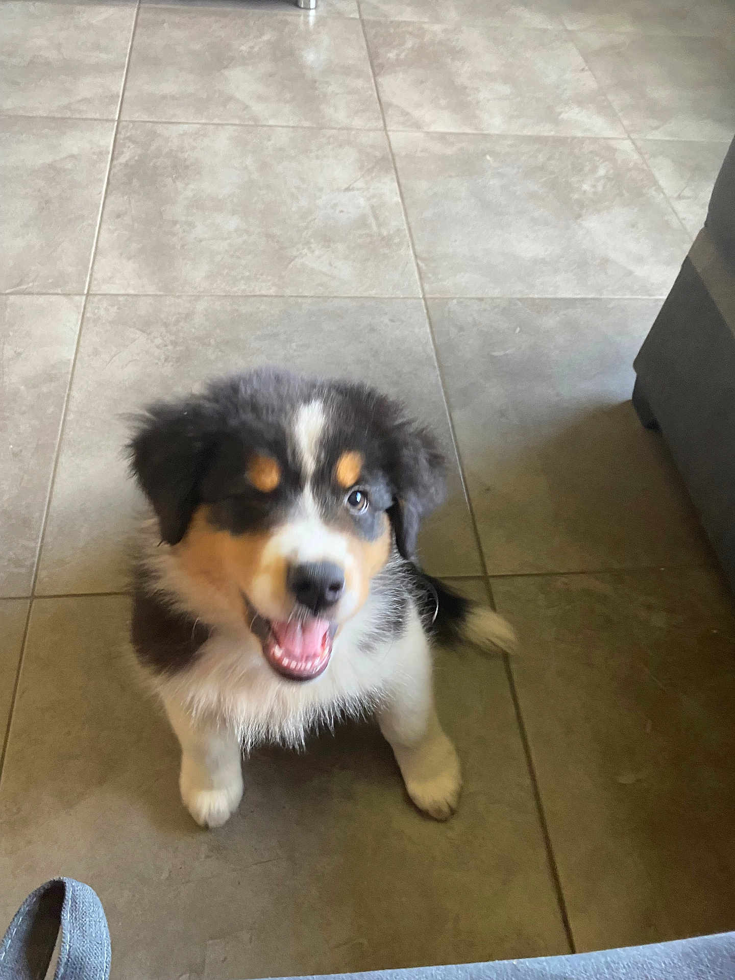 Aiko a rejoint le concours — aidez-le/la à gagner de superbes lots ! puppy, dog, animal, pet, indoor, floor, tile, happy, smiling, fur, cute, young, sitting, looking_up, playful, black, white, brown, tail, canine