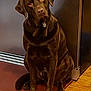dog, labrador, chocolate_labrador, pet, animal, indoor, floor, wood_floor, mat, metal_surface, curious, sitting, head_tilt, brown, canine, domestic_animal, companion, portrait, fur, paw